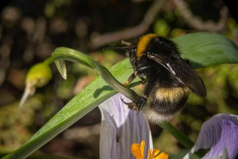 A close-up picture of bumble bee on a leaf. Stock Photos