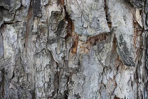 Close-up picture of the crack pattern of an old tree bark Stock Photos