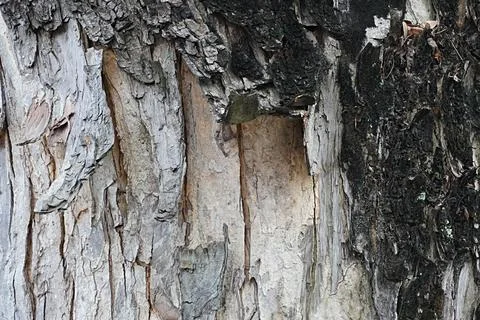 Close-up picture of the crack pattern of an old tree bark Stock Photos
