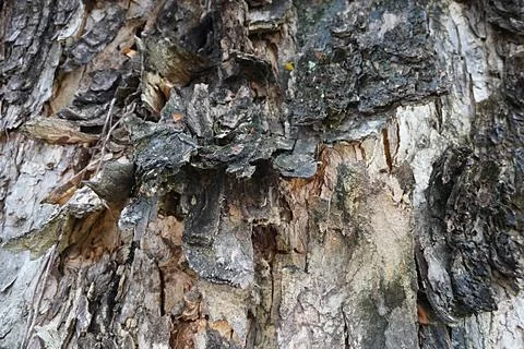 Close-up picture of the crack pattern of an old tree bark Stock Photos