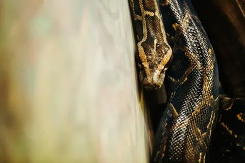 Close-up picture of dangerous grown up python Photos