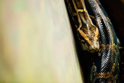 Close-up picture of dangerous grown up python Stock Photos