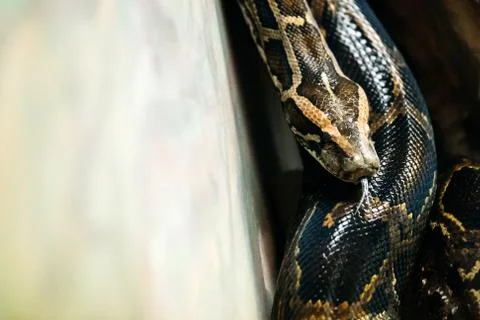 Close-up picture of dangerous grown up python Photos