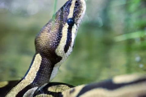 Close-up picture of dangerous grown up python Stock-Fotos