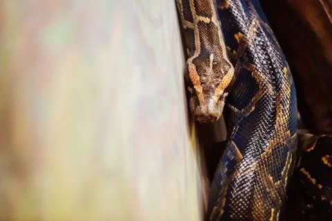 Close-up picture of dangerous grown up python Stock-Fotos