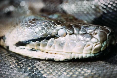 Close-up picture of dangerous grown up python Stock-Fotos