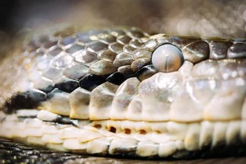 Close-up picture of dangerous grown up python Stock-Fotos