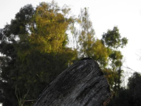Close picture of dead tree Stock Photos