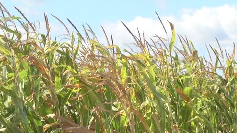 Close up picture of Dried corn on the field. Corn cob on field ready to harvest. Stock Footage 116010852