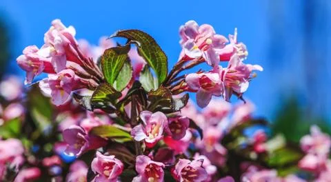 Close up picture of flowering pink plant in the home garden. Blooming apple t Stock Photos
