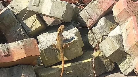 Close up picture of a  lizard sitting on a stone Stock Photos
