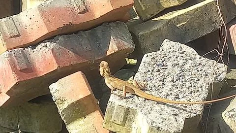 Close up picture of a  lizard sitting on a stone Stock Photos