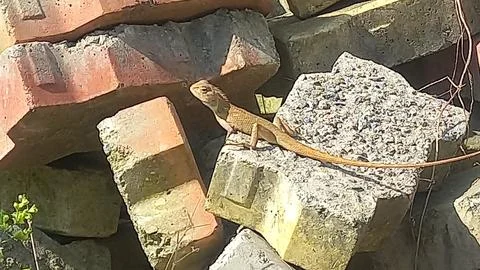 Close up picture of a  lizard sitting on a stone Stock Photos