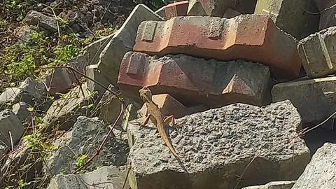 Close up picture of a  lizard sitting on a stone Stock Photos