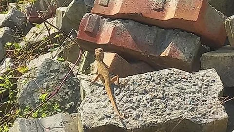 Close up picture of a  lizard sitting on a stone Stock Photos