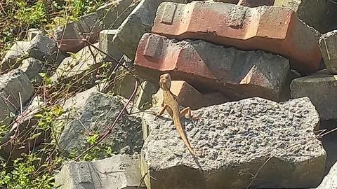 Close up picture of a  lizard sitting on a stone Stock Photos