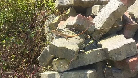 Close up picture of a  lizard sitting on a stone Stock Photos