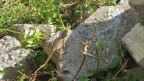 Close up picture of a  lizard sitting on a stone Stock Photos