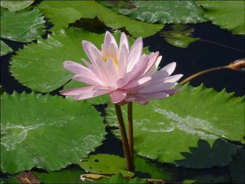 Close up picture of Lotus flower Stock Photos