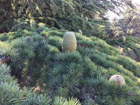 Close picture of a pine tree Stock Photos