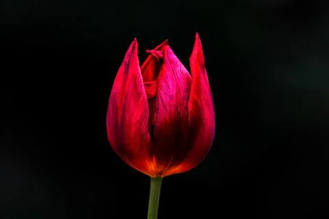 Close up picture of a red tulip isolated Stock Photos