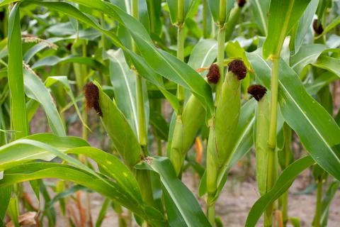Close up picture of ripe corn Stock Photos