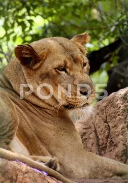 Close-up picture of side profile of lioness Stock Photos