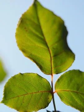 Close-up picture of some back lit rose leaves showing the detail of the vein Stock Photos