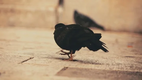 Close up of pidgeon eating Stock Footage 79623781