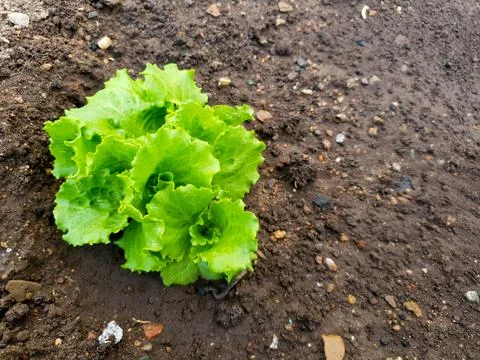 A close up of a piece of broccoli Stock Photos