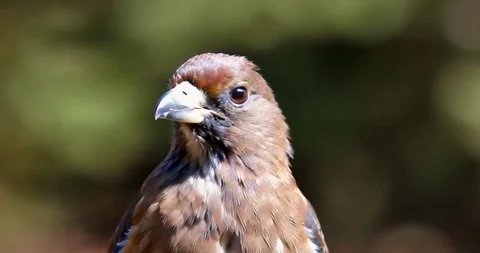 Close up of a Pied Currawong in profile looking towards the right Stock Footage 280866280