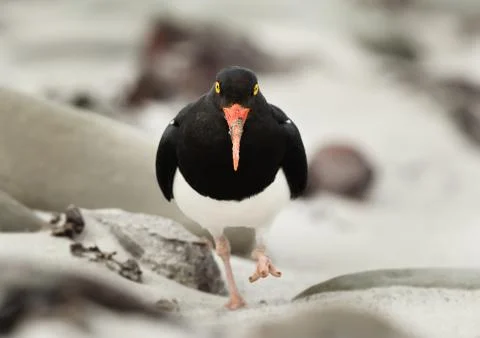 Close up of Pied Oystercatcher Stock Photos
