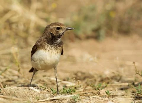 Close up of Pied Wheatear Stock Photos
