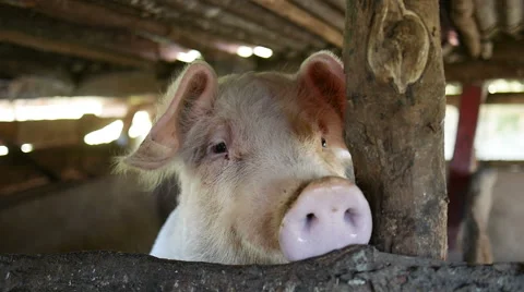 Close up of a pig in a barn Video stock 47784074