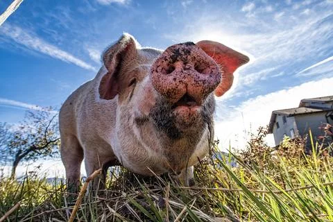Close-up of a pig from below Stock Photos
