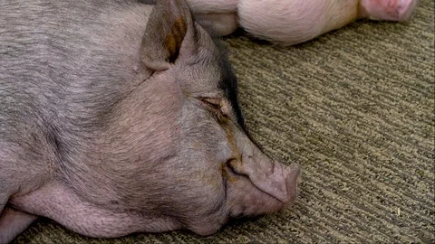 Close up pig face peacefully sleeping Stock Footage 91827024