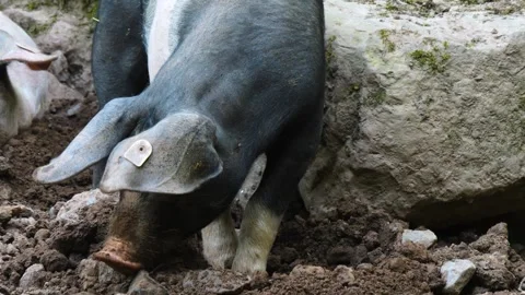 Close up of  Pig  Stock Footage 260394162