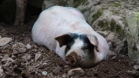 Close up of  Pig  Stock Footage 260394242