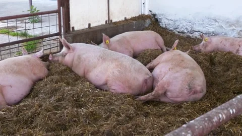 Close-Up of Pig Inside Modern Commercial Pig Farm Stock Footage 344268826