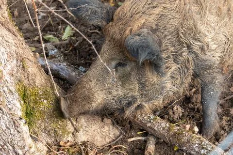 Close up of a pig in its enclosure Stock Photos
