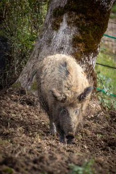 Close up of a pig in its enclosure Foto stock