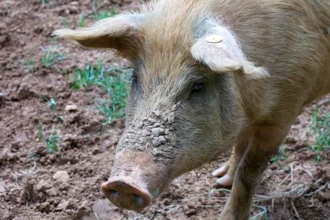Close up of a pig Stock Photos