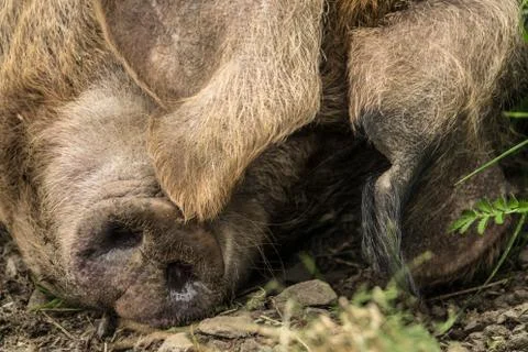 Close-Up Of A Pig Foto stock
