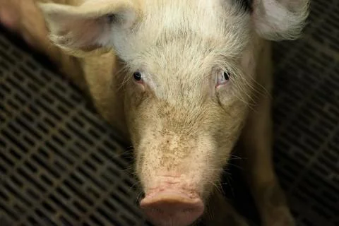 Up close with a pig. Stock Photos