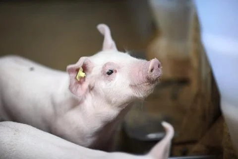 A close up of an pig Stock Photos