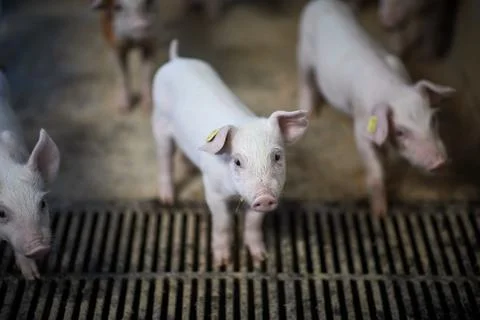 A close up of an pig Stock Photos