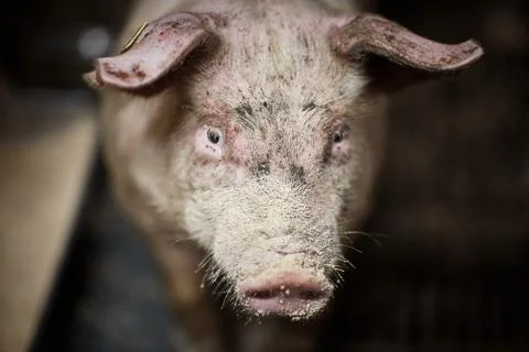 A close up of an pig Stock Photos