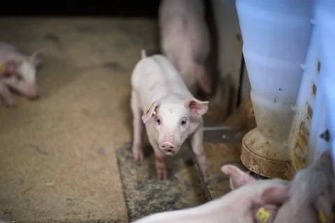A close up of an pig Stock Photos