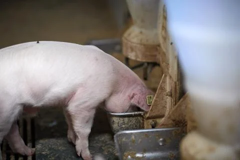A close up of an pig Stock Photos