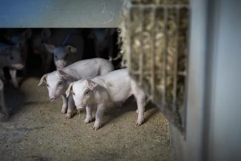 A close up of an pig Stock Photos